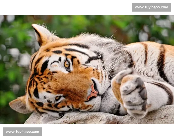 《猛兽争霸赛：探索自然界最强生物的极限对决》