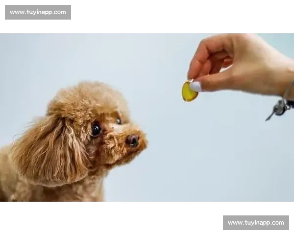 泰迪狗精彩竞技大赛展现宠物智慧与技能的完美对决